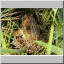 Rana temporaria - Grasfrosch 03.jpg